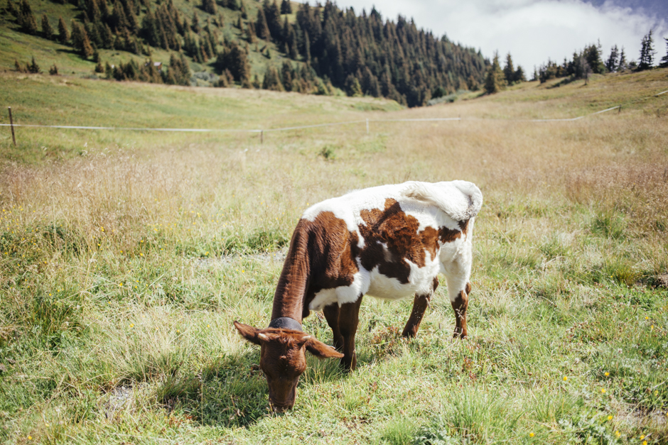 Mucche al pascolo, viaggio in Austria
